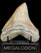 Serrated, Tan, Megalodon Tooth - South Carolina #45950-2